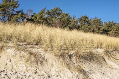 Kum çimleri mavi gökyüzüne karşı