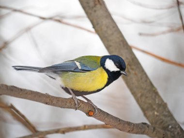 Ormandaki baştankara