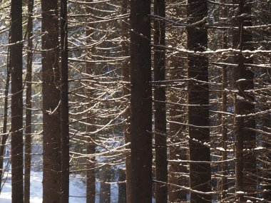 Kışın köknar ağacı