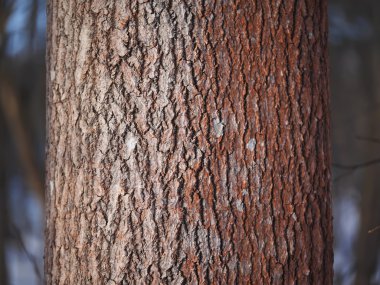 ormandaki kavak gövde