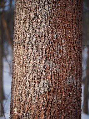 ormandaki kavak gövde