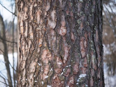 bagajında bir çam ormanı