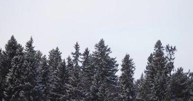 Kışın köknar ağacı