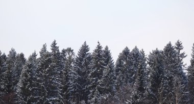 Kışın köknar ağacı