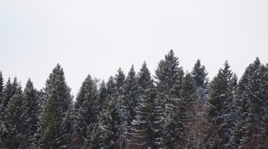 Kışın köknar ağacı