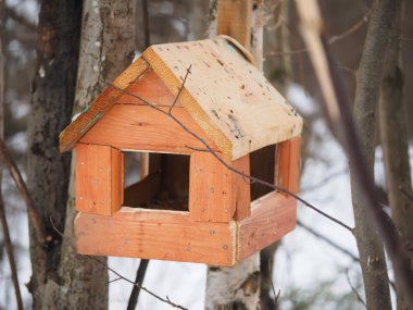Ormandaki kuşlar için besleyici