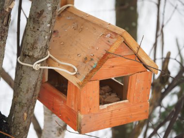 Ormandaki kuşlar için besleyici