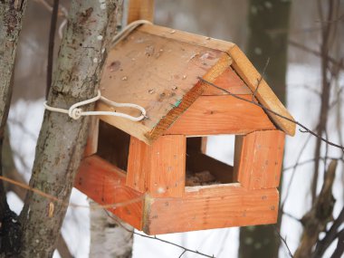 Ormandaki kuşlar için besleyici