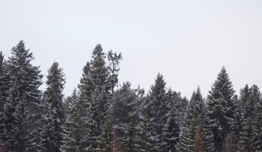 Kışın köknar ağacı