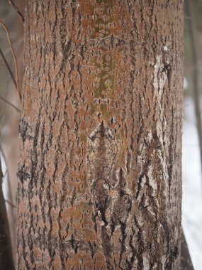 ormandaki kavak gövde