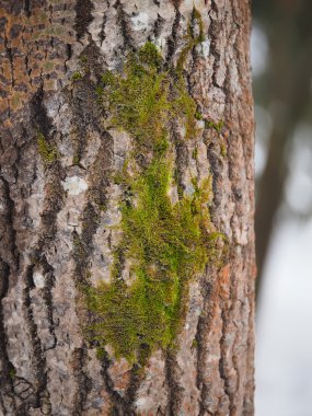 yosun ve liken bir ağaç gövdesi üzerinde