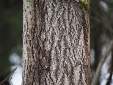 ormandaki kavak gövde