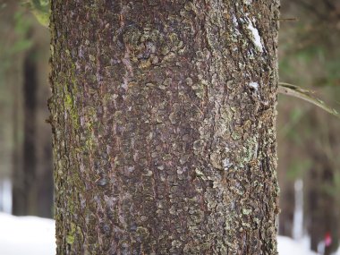 ormandaki Ladin gövde