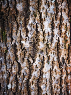 kavak kabuğu. arka plan