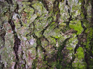 çam kabuğu. arka plan