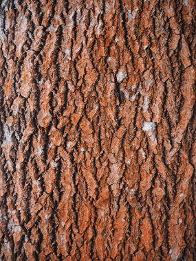 kavak kabuğu. arka plan