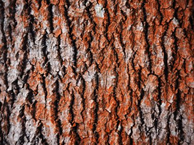 kavak kabuğu. arka plan