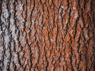 kavak kabuğu. arka plan