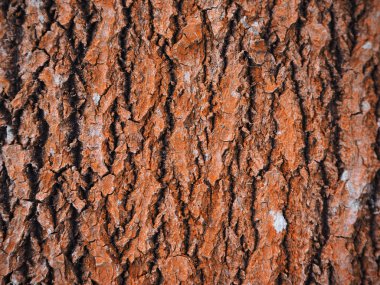 kavak kabuğu. arka plan