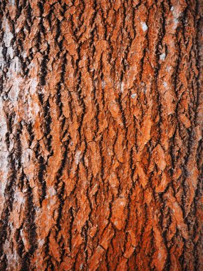 kavak kabuğu. arka plan