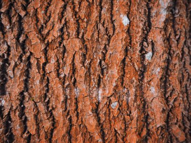 kavak kabuğu. arka plan