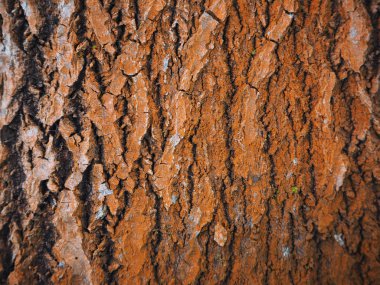 kavak kabuğu. arka plan
