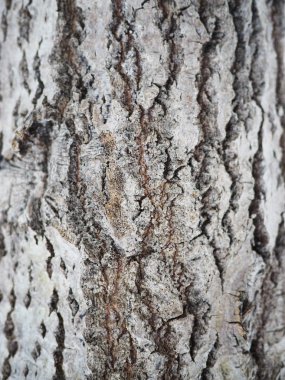 kavak kabuğu. arka plan