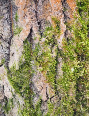 kavak kabuğu. arka plan