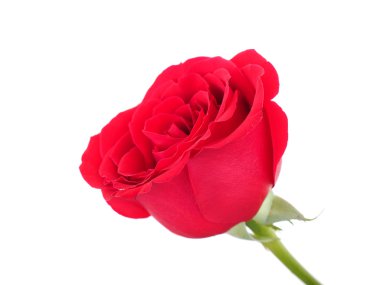 beyaz arkaplanda yükseldi