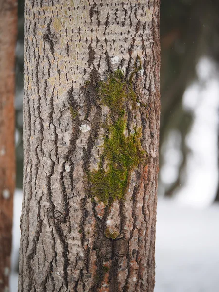 Musgo y liquen en un tronco de árbol — Foto de Stock