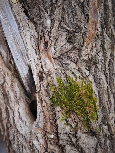 Βρύα και λειχήνες σε ένα κορμό δέντρου — Φωτογραφία Αρχείου