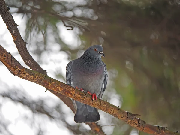 Taube auf einem Ast im Wald — Stockfoto