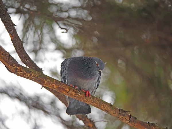 Duif op een tak in het bos — Stockfoto