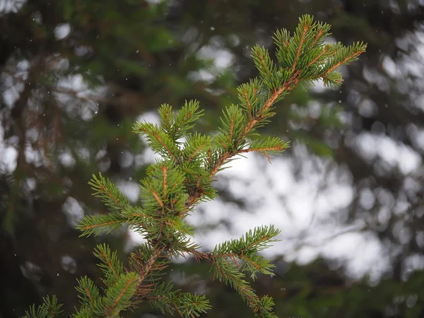 Spar tak in het bos — Stockfoto