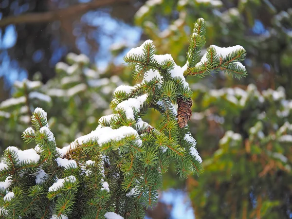 Branche d'épinette dans la forêt — Photo