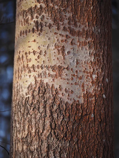 Tronco de álamo en el bosque — Foto de Stock