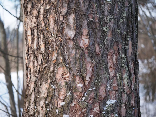 bagajında bir çam ormanı