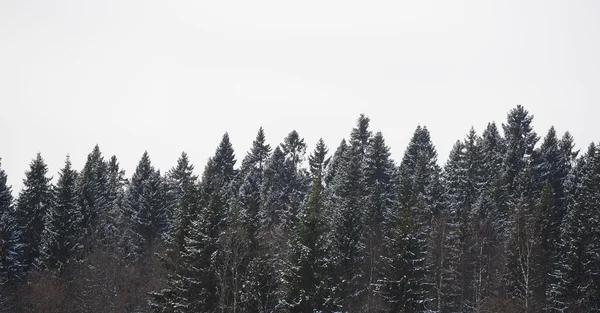 Kışın köknar ağacı