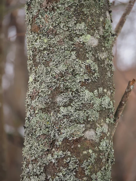 Yosun ve liken bir ağaç gövdesi üzerinde — Stok fotoğraf