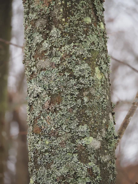 Musgo y liquen en un tronco de árbol — Foto de Stock