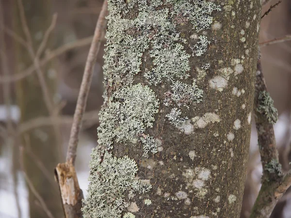Musgo y liquen en un tronco de árbol — Foto de Stock