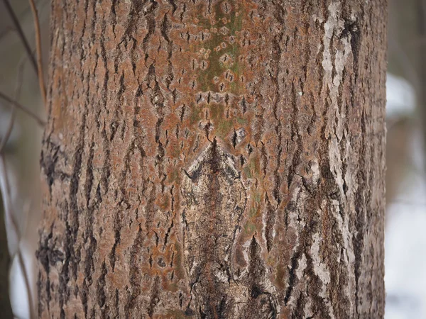 Осина ствол в лесу — стоковое фото