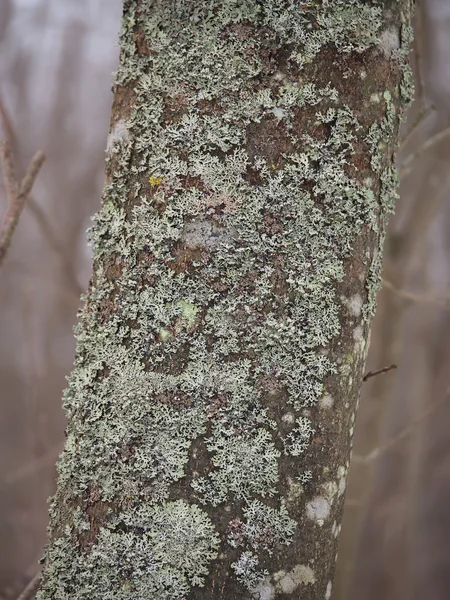 Musgo y liquen en un tronco de árbol — Foto de Stock