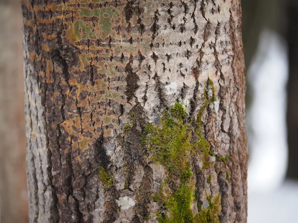 Musgo y liquen en un tronco de árbol — Foto de Stock