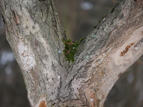 Moss and lichen on a tree trunk — Stock Photo, Image