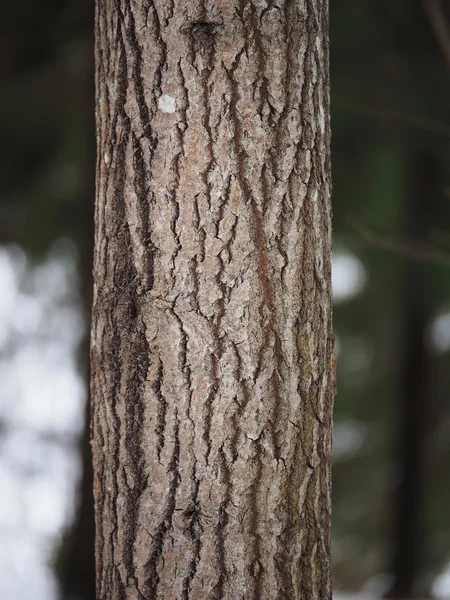 Tronco de álamo en el bosque — Foto de Stock