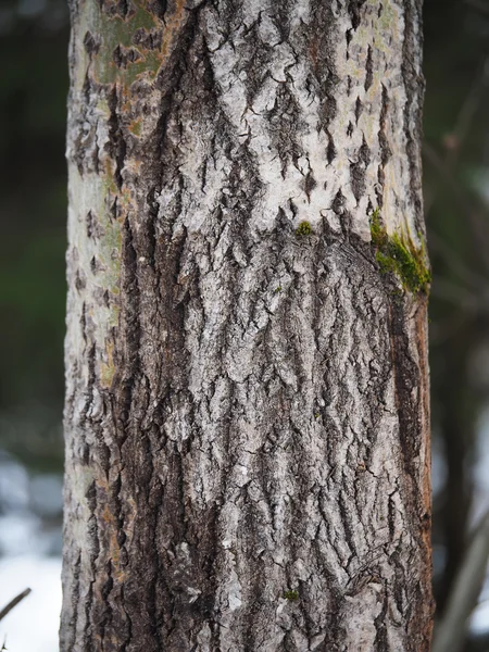 Tronco de álamo en el bosque — Foto de Stock