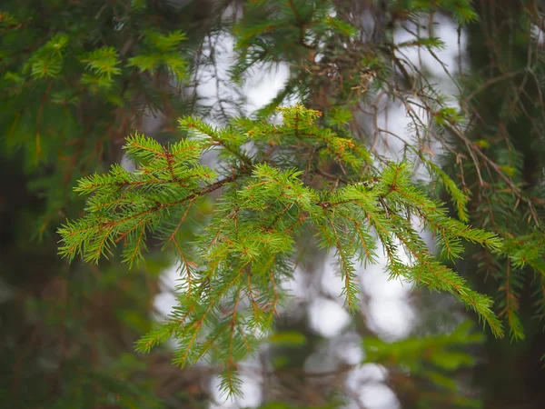 Gräsgren i skogen — Stockfoto