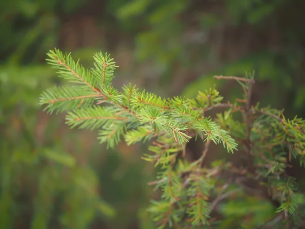 Spruce branch in the forest — Stock Photo, Image