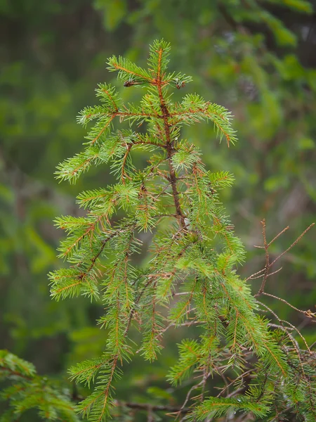 Branche d'épinette dans la forêt — Photo